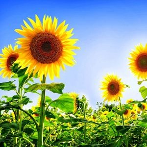 Meet your Posher, Christi